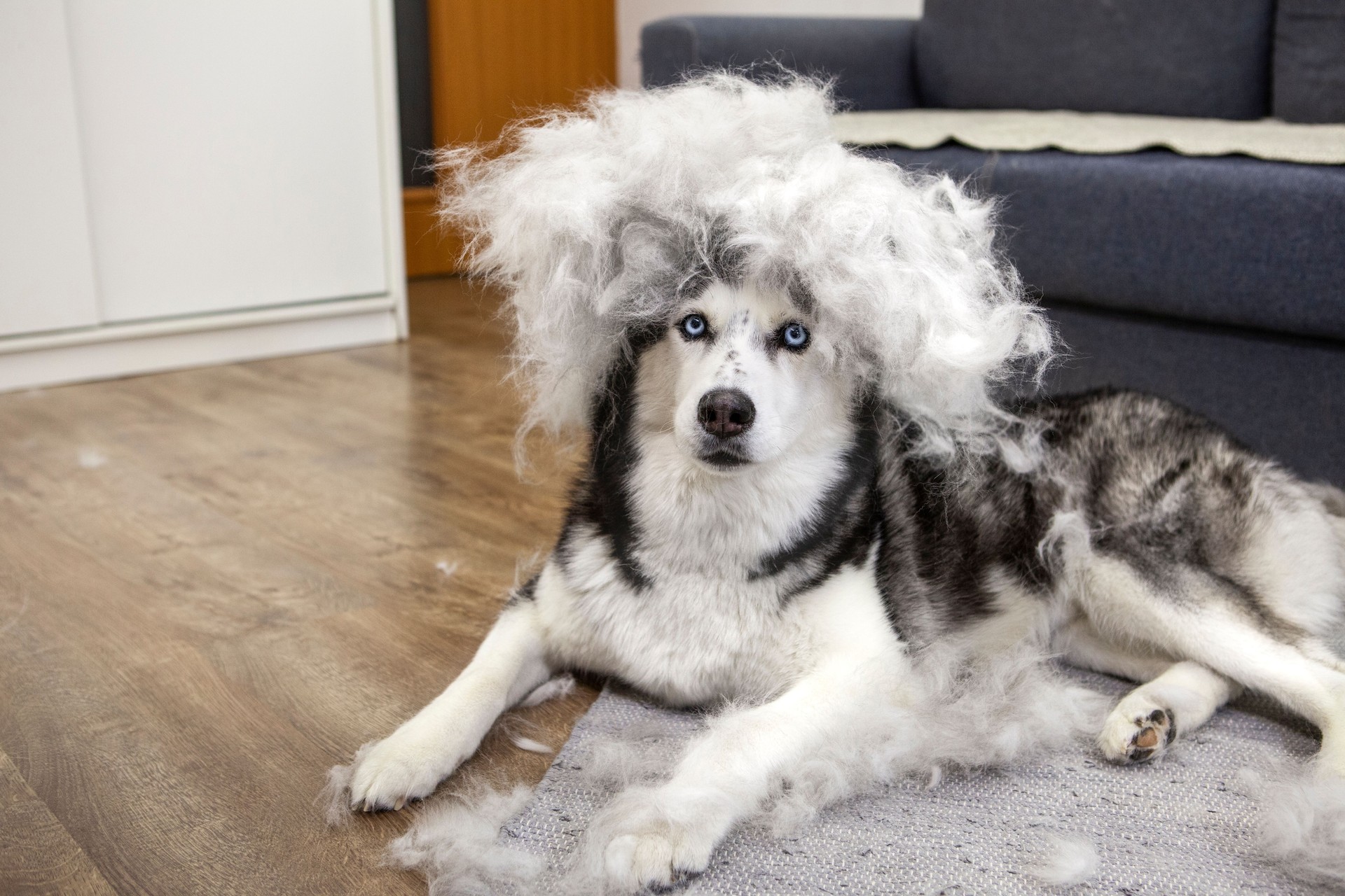 Dog grooming